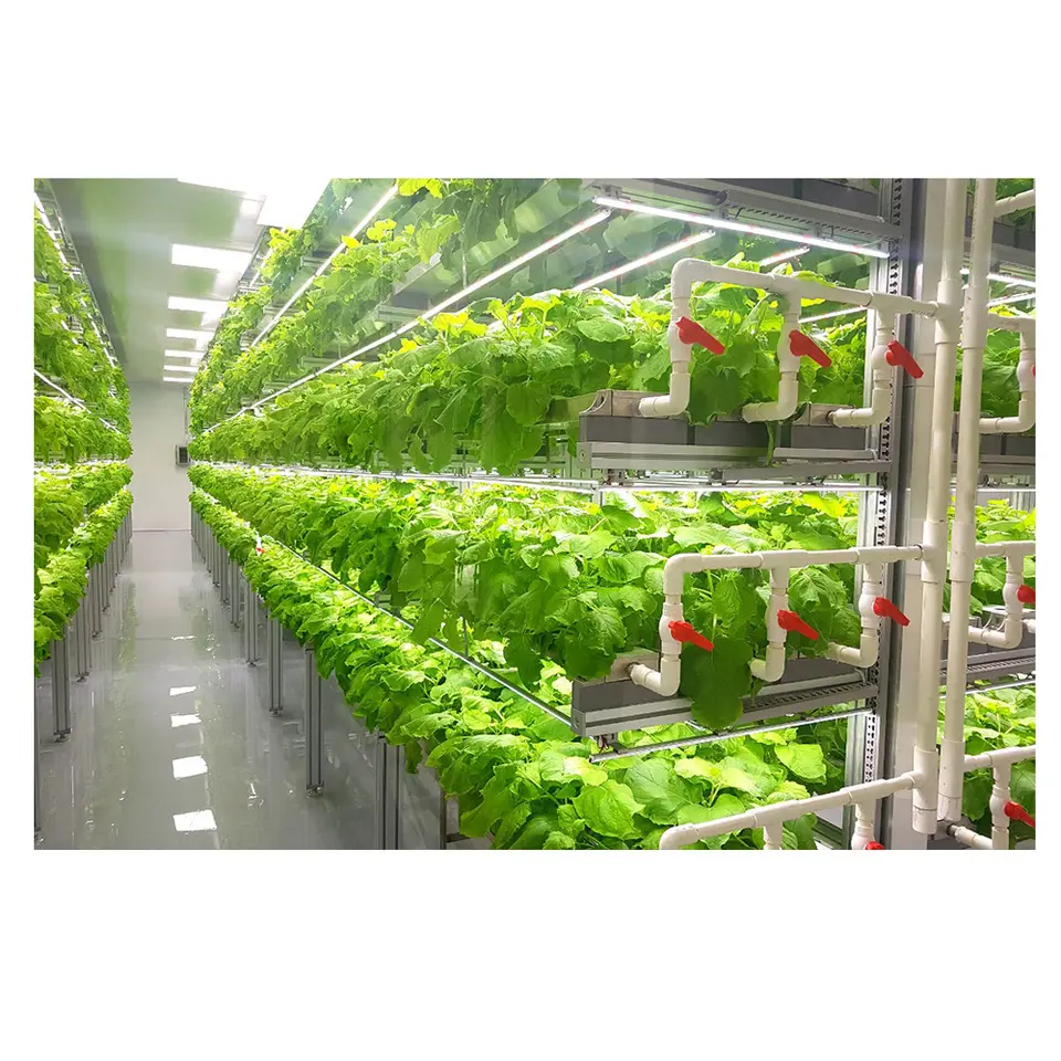 Hydroponic Innovation