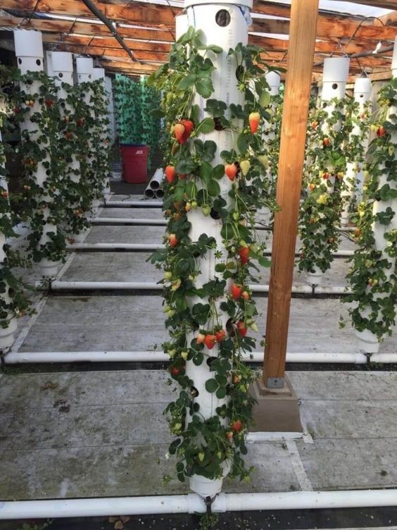 Vertical Growing